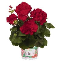 Зональная, кустовая пеларгония (герань) Green Idols Dark Red